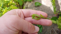 Hypericum sphaerocarpum