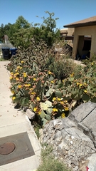 Opuntia