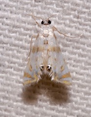Argyractis drumalis