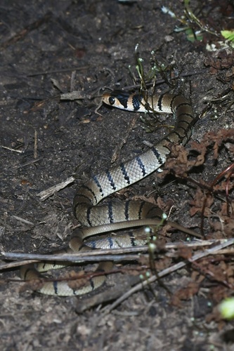 Eastern Brown Snake sighting