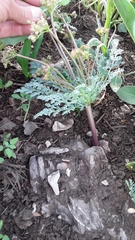 Cymopterus longipes