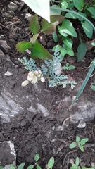 Cymopterus longipes