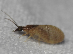 Sympherobius barberi