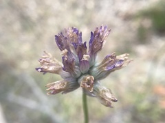 Dichelostemma congestum
