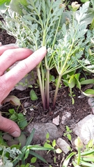 Cymopterus longipes