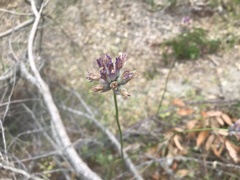 Dichelostemma congestum