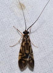 Macrostemum carolina