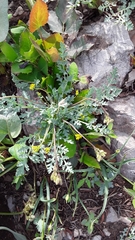 Cymopterus longipes