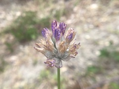 Dichelostemma congestum