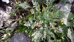 Cymopterus longipes