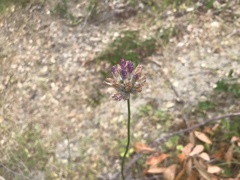 Dichelostemma congestum