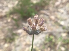 Dichelostemma congestum