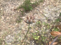Dichelostemma congestum