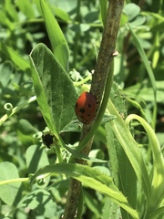 Chelymorpha cassidea