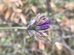 Dichelostemma congestum