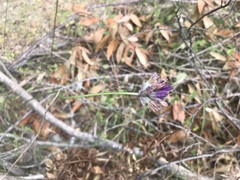 Dichelostemma congestum