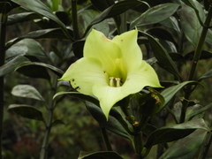 Symbolanthus pterocalyx