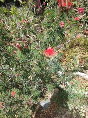Calliandra californica