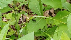 Gnamptopelta obsidianator