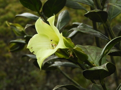 Symbolanthus pterocalyx