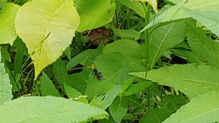 Gnamptopelta obsidianator