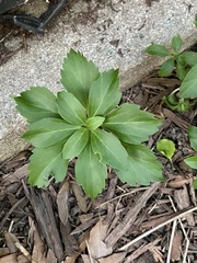 Pachysandra terminalis
