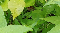 Gnamptopelta obsidianator