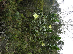 Symbolanthus pterocalyx
