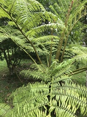 Angiopteris fokiensis