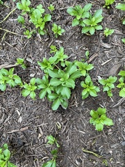 Pachysandra terminalis
