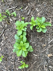 Pachysandra terminalis