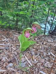 Cypripedium acaule image