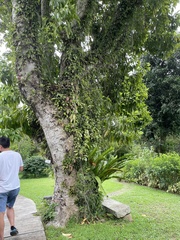 Pyrrosia adnascens