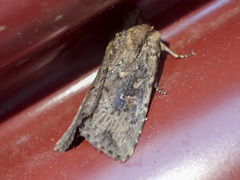 Dasygaster nephelistis