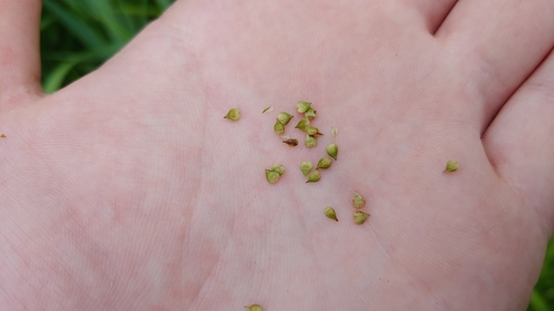 Glomerate sedge (Carex aggregata)