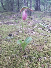 Cypripedium acaule image