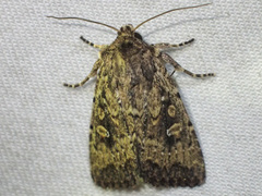 Dasygaster nephelistis