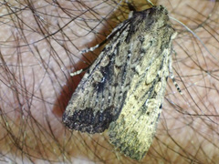 Dasygaster nephelistis