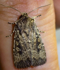 Dasygaster nephelistis