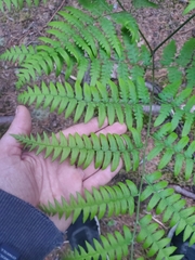 Pteridium aquilinum image