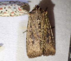 Dasygaster nephelistis