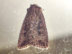 Dasygaster nephelistis