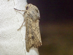 Dasygaster nephelistis