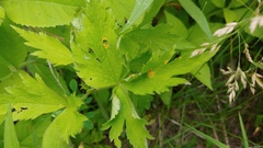 Puccinia anemones-virginianae