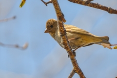 Carpodacus erythrinus grebnitskii