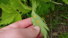 Puccinia anemones-virginianae