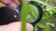 Arabis pycnocarpa adpressipilis