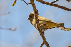 Carpodacus erythrinus grebnitskii