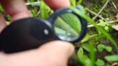 Arabis pycnocarpa adpressipilis