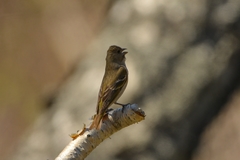 Carpodacus erythrinus grebnitskii